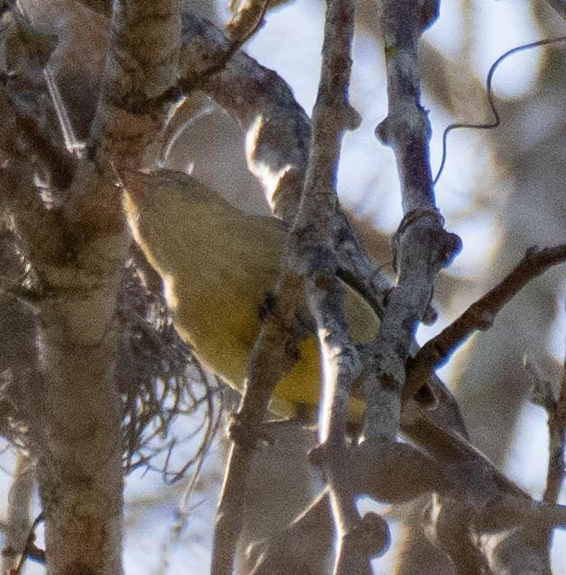 Flat-billed Vireo - ML631824617