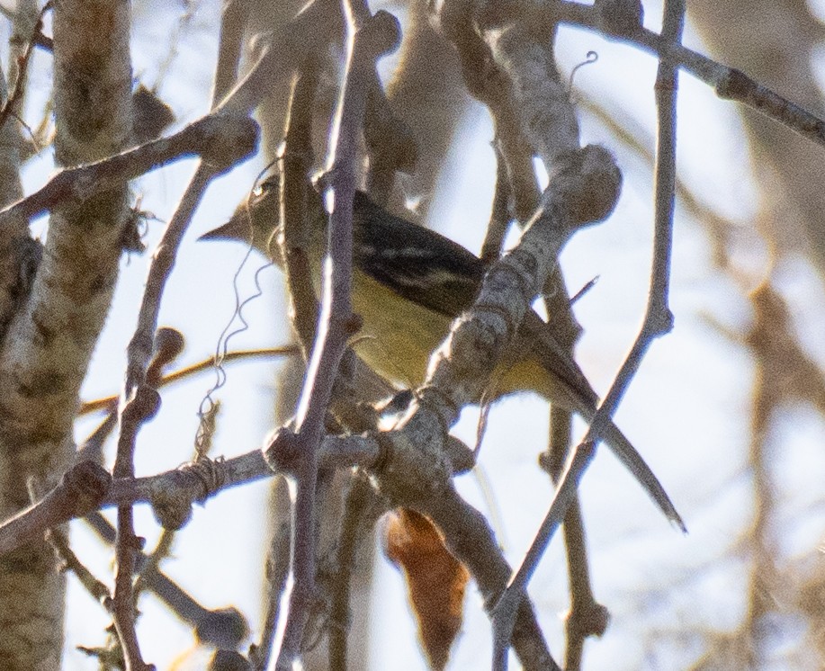 Flat-billed Vireo - ML631824618