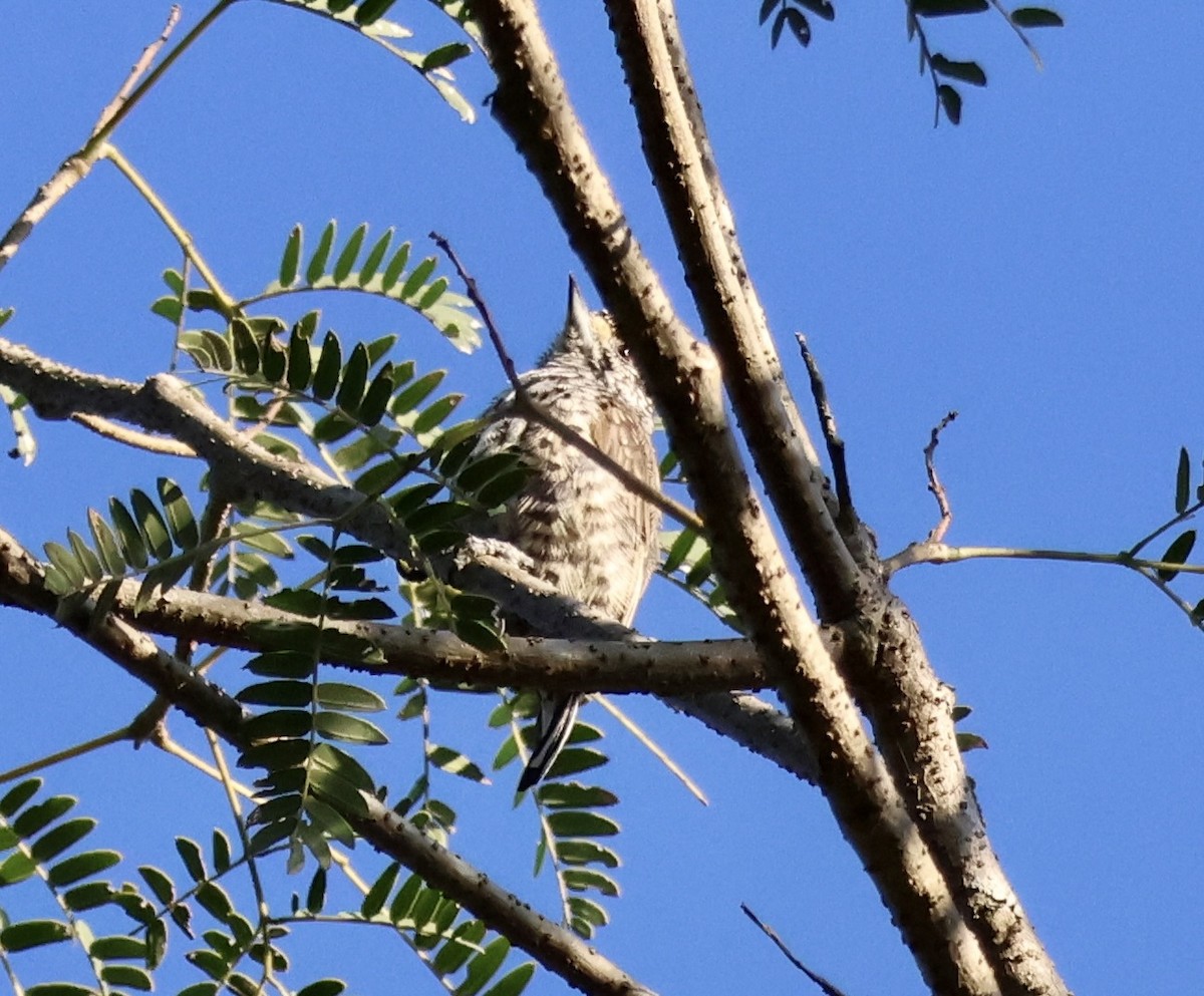 White-barred Piculet - ML631824627