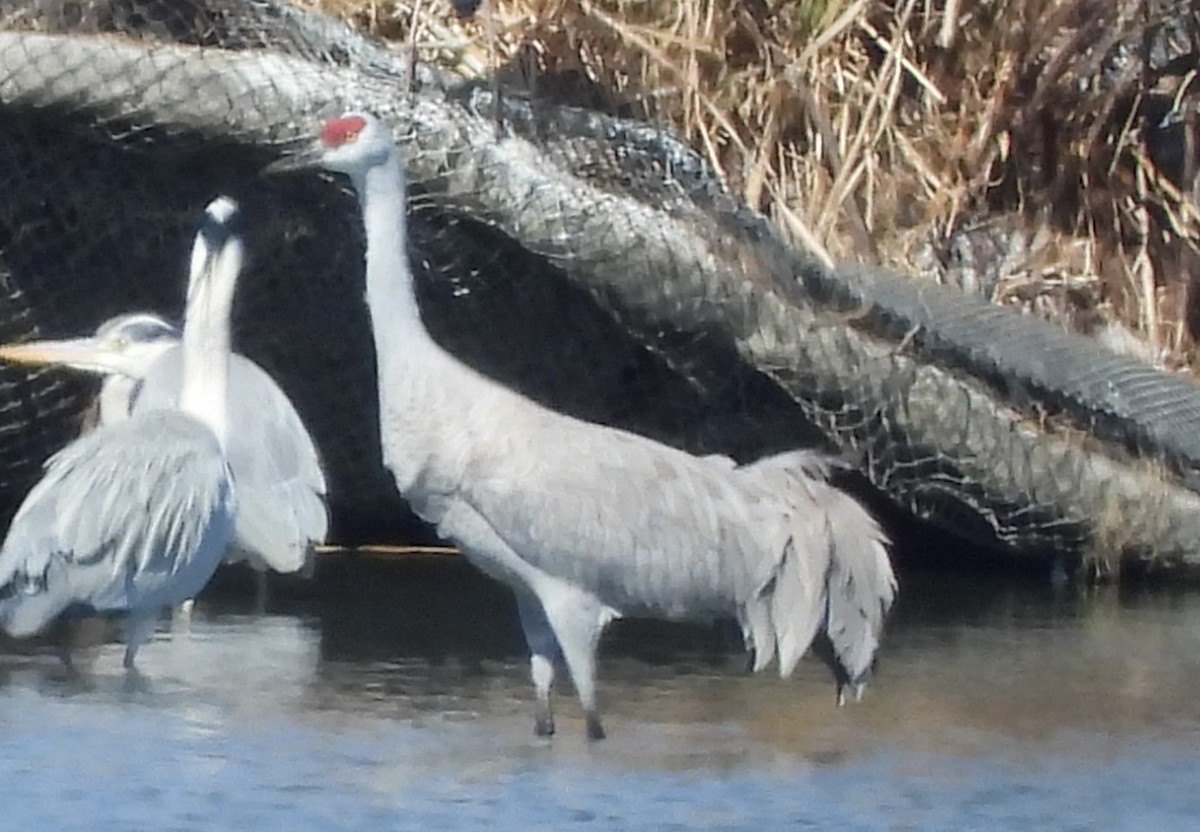 jeřáb kanadský - ML631824677