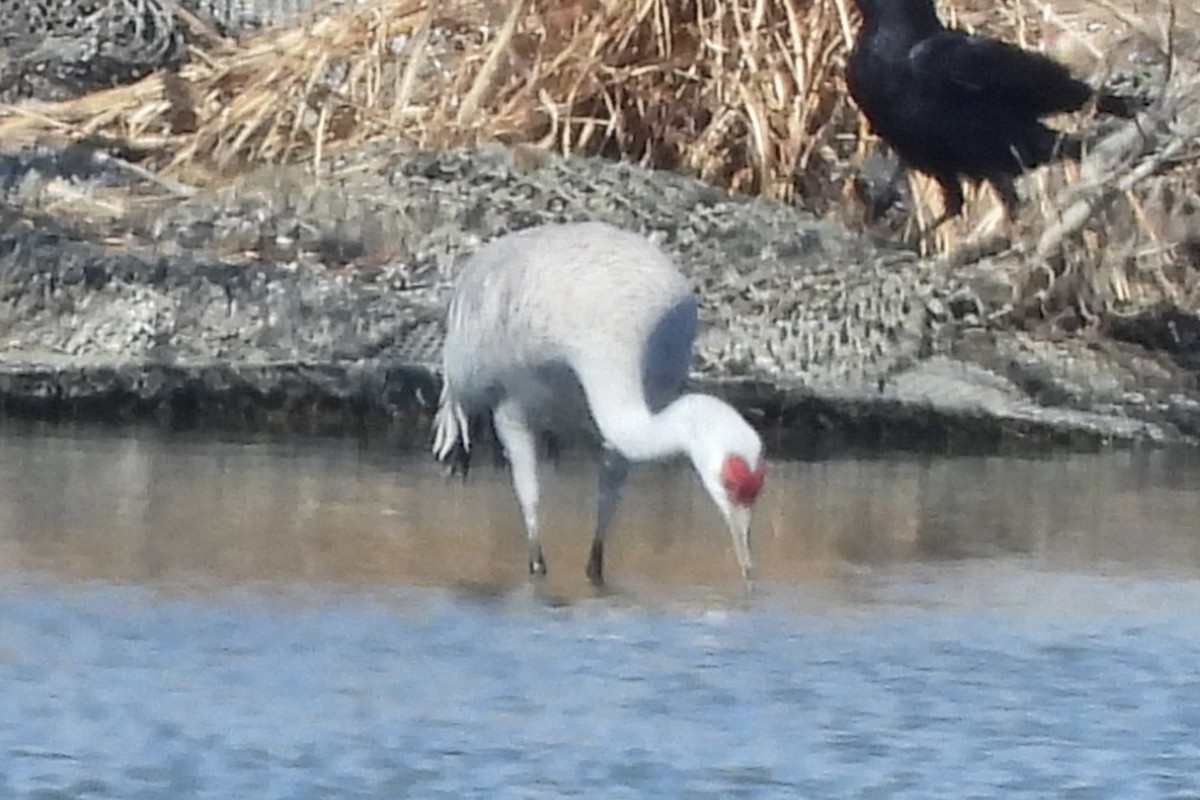 jeřáb kanadský - ML631824694