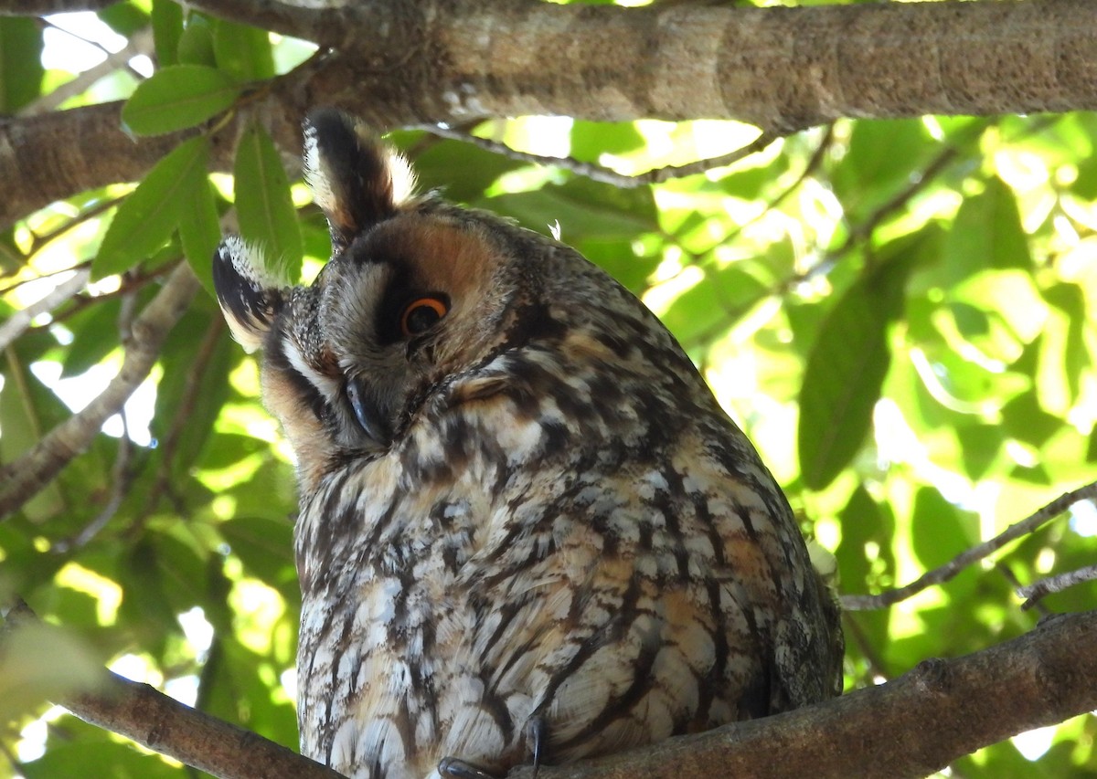 kalous ušatý - ML631824703