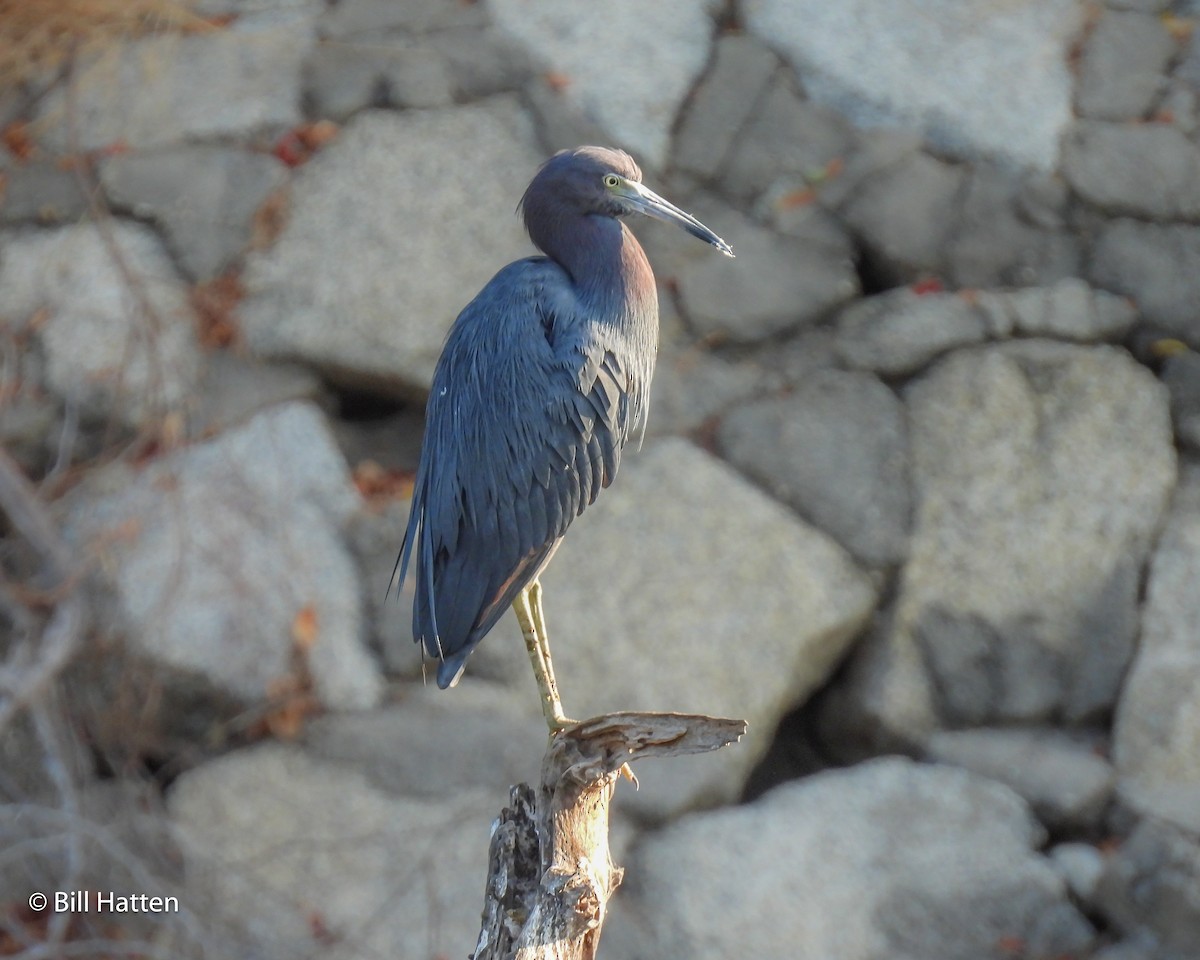 Little Blue Heron - ML631824977