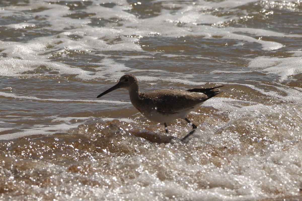 Willet - ML631825001