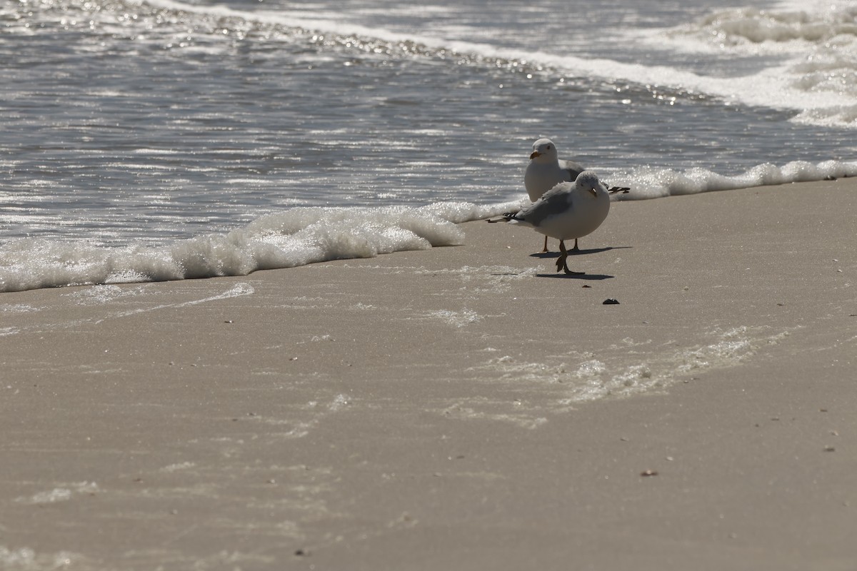 Ring-billed Gull - ML631825041