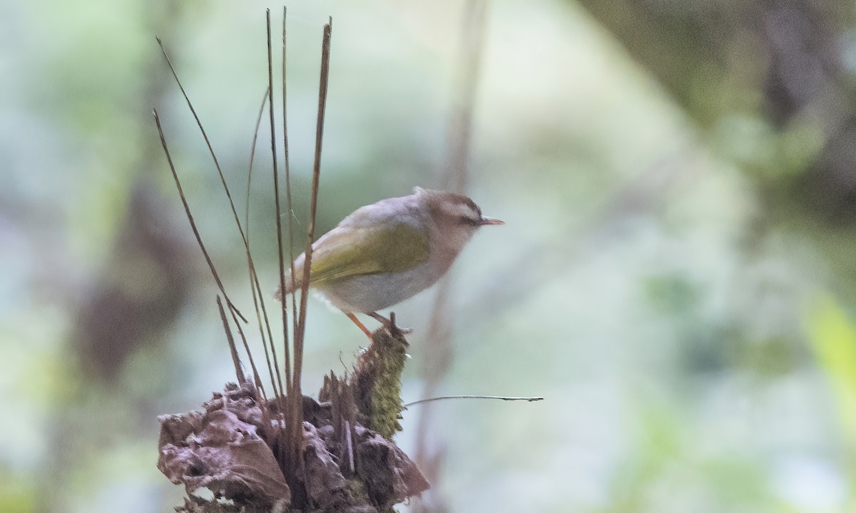 White-browed Crombec - ML631825068