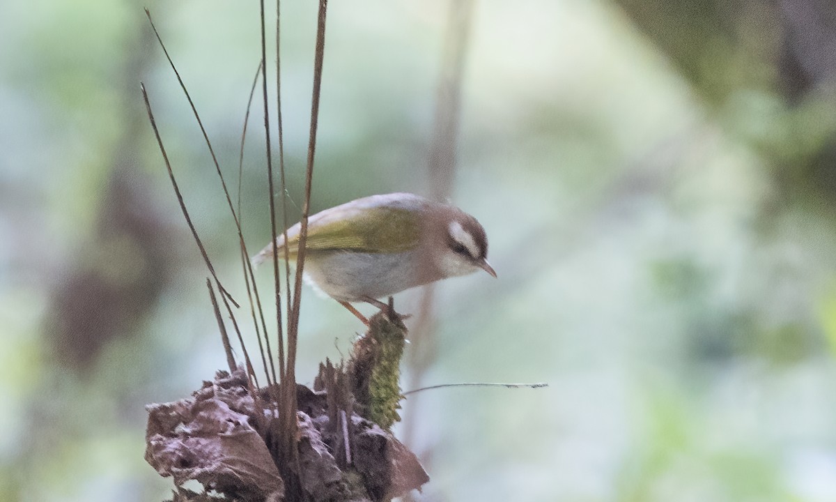 White-browed Crombec - ML631825069