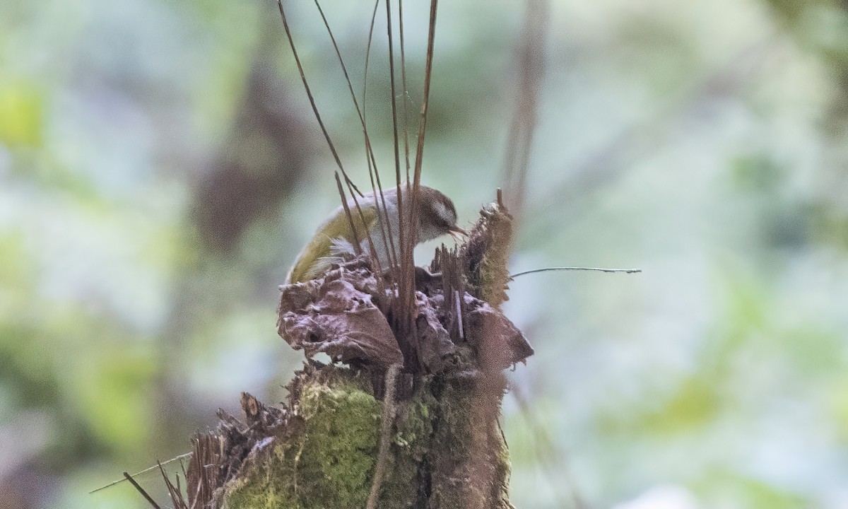 White-browed Crombec - ML631825070