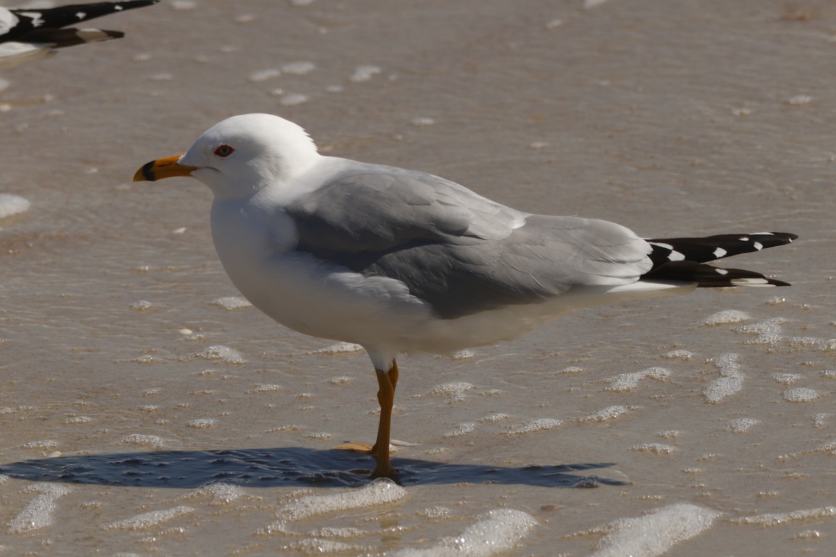 Ring-billed Gull - ML631825205