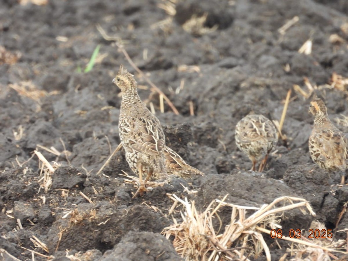 Crested Bobwhite - ML631825258