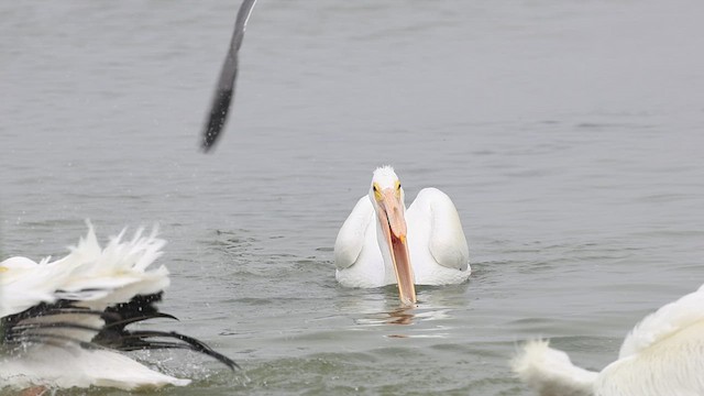 American White Pelican - ML631825263