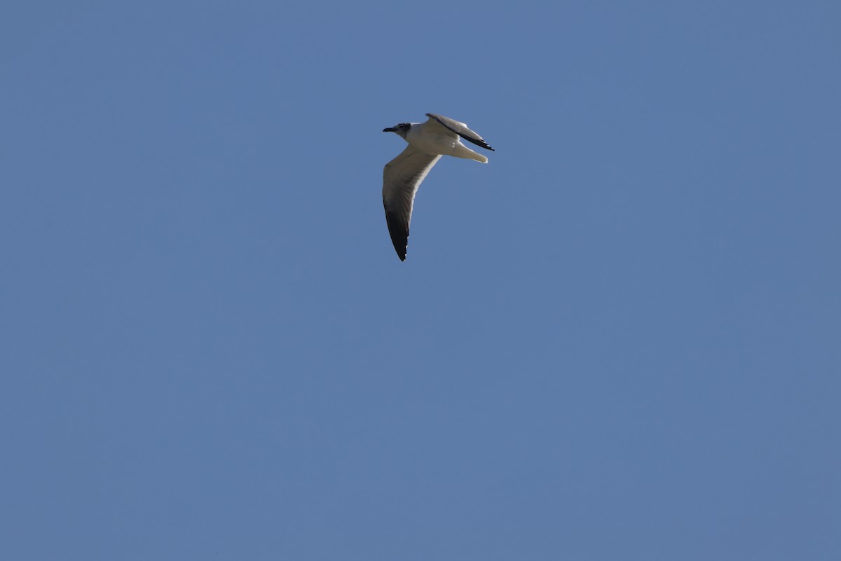 Laughing Gull - ML631825318