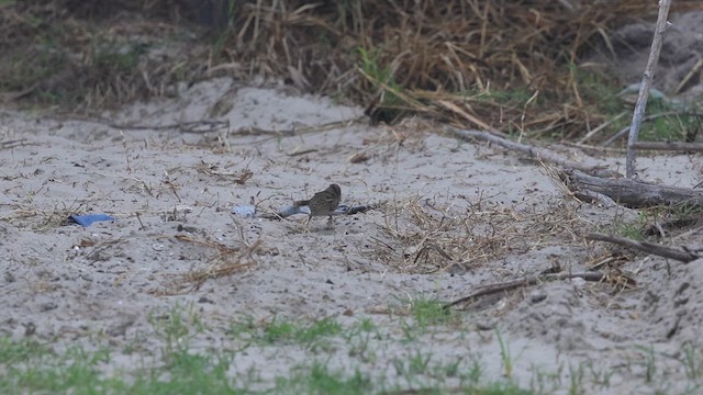ヒメウタスズメ - ML631825324