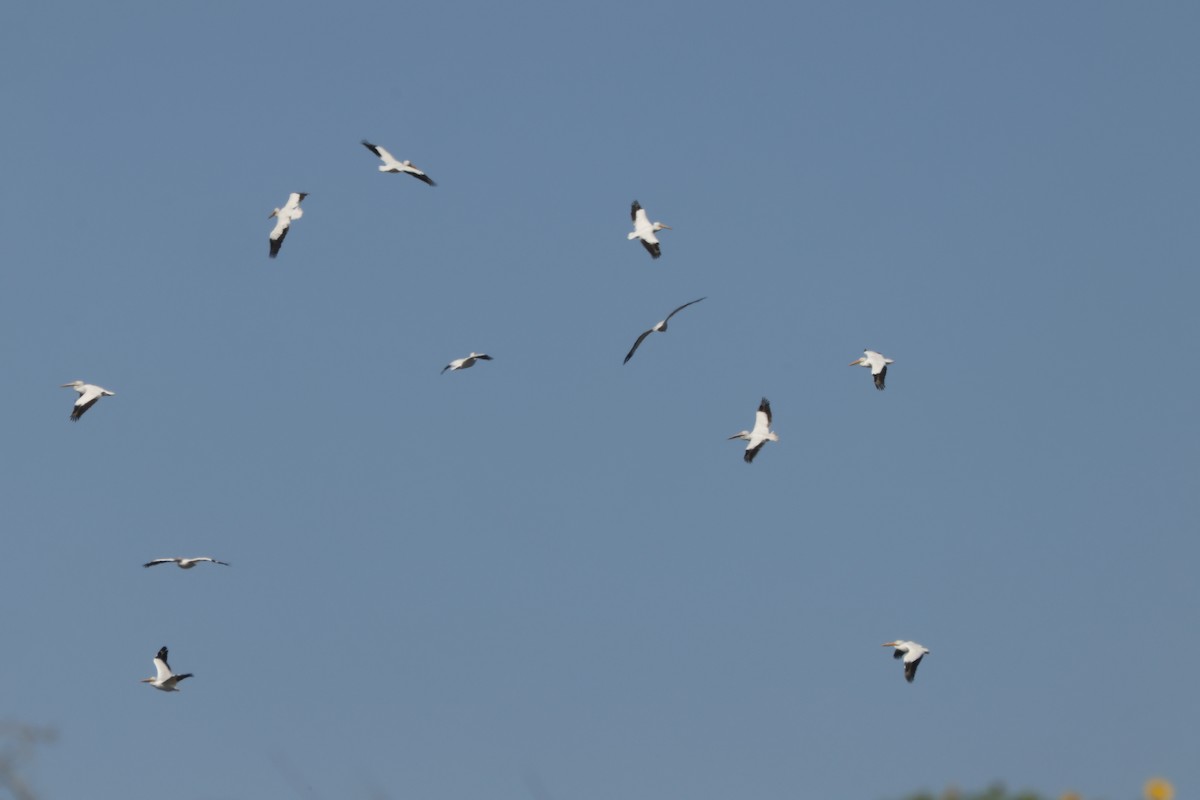 American White Pelican - ML631825353