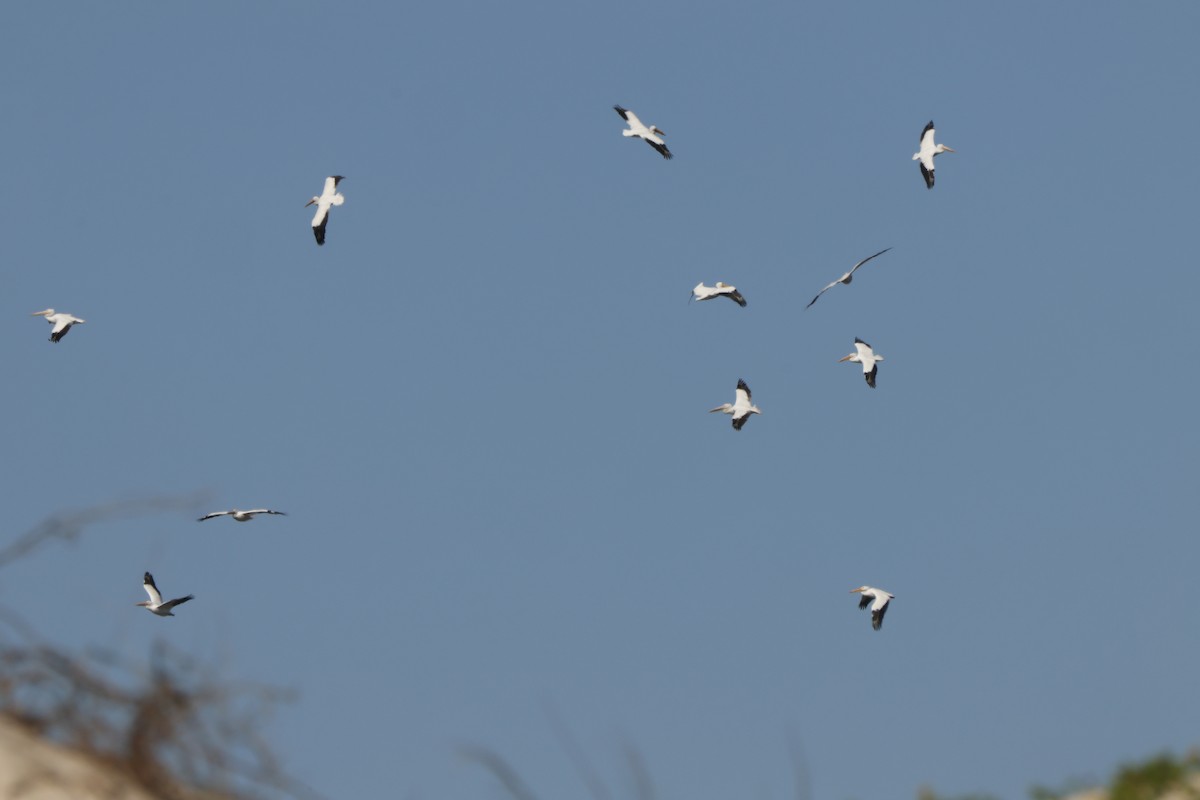 American White Pelican - ML631825388