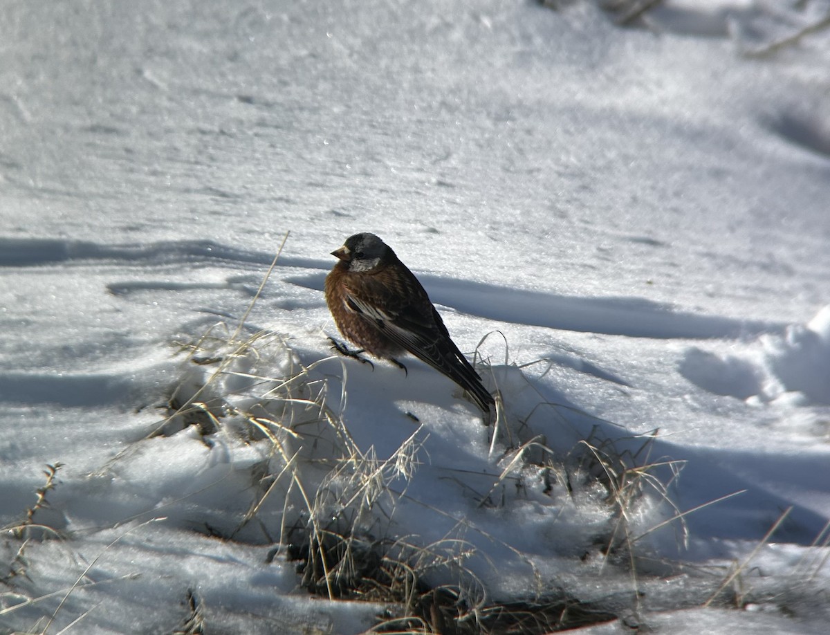 Gray-crowned Rosy-Finch - ML631825583