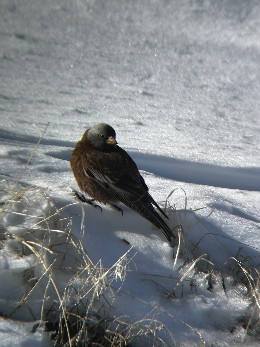 Gray-crowned Rosy-Finch - ML631825592