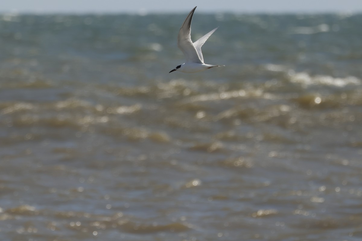 Forster's Tern - ML631825664