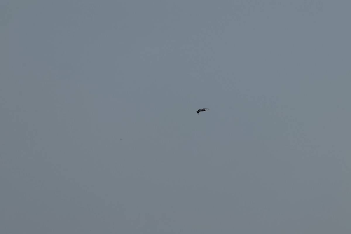 Brown Pelican - ML631825706