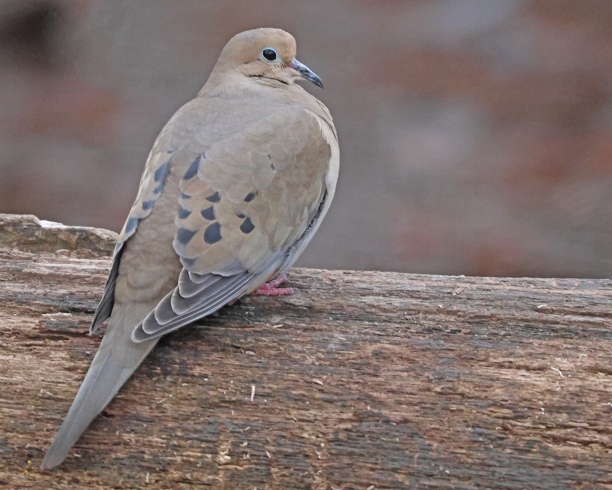 Tourterelle triste - ML631825782