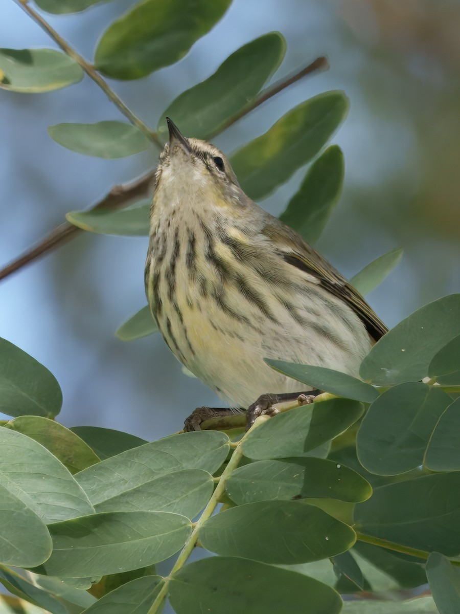 Cape May Warbler - ML631825818