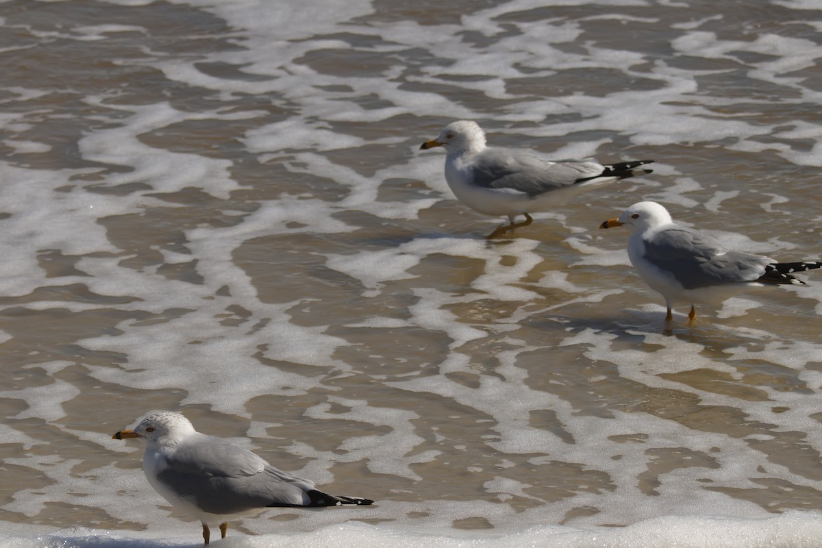 Ring-billed Gull - ML631825888