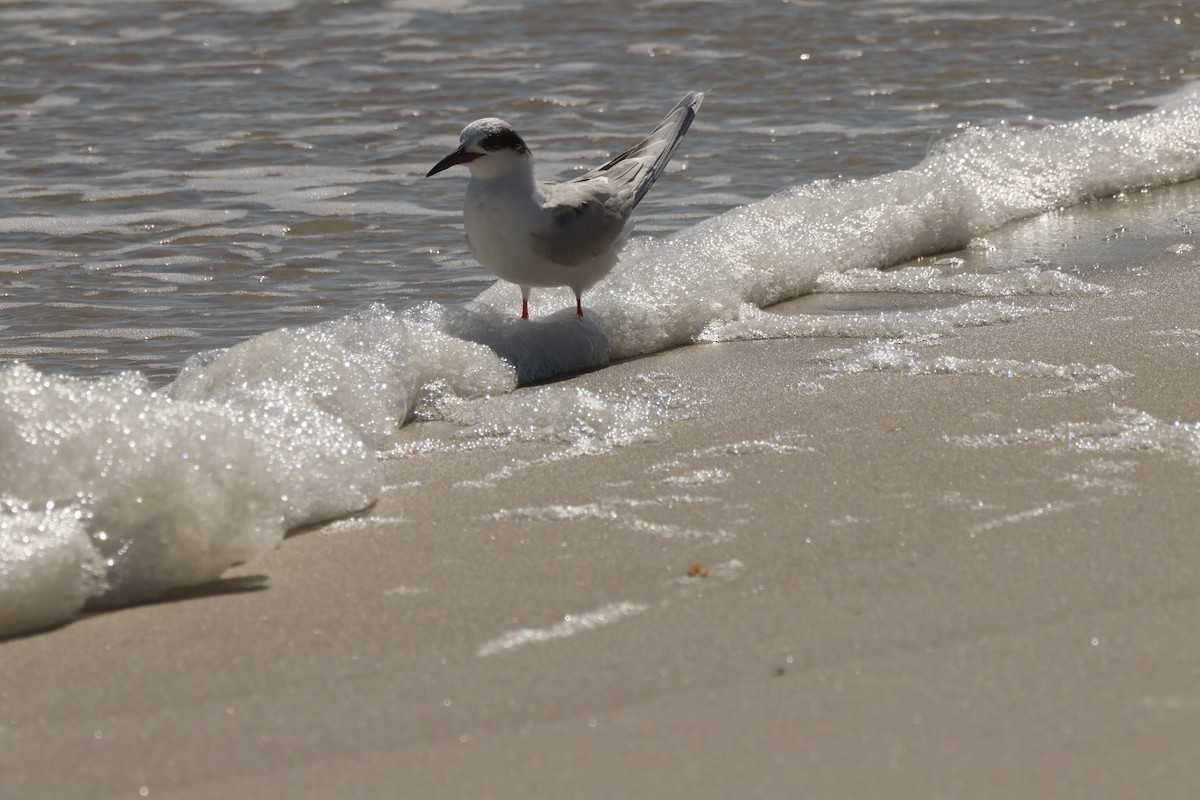 Forster's Tern - ML631825945