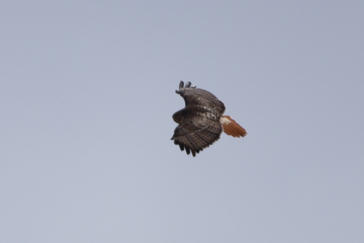 Red-tailed Hawk - ML631826206
