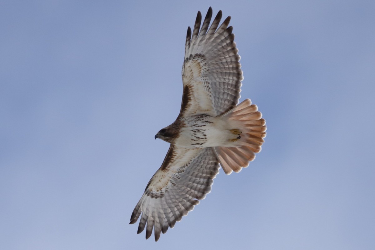 Red-tailed Hawk - ML631826207