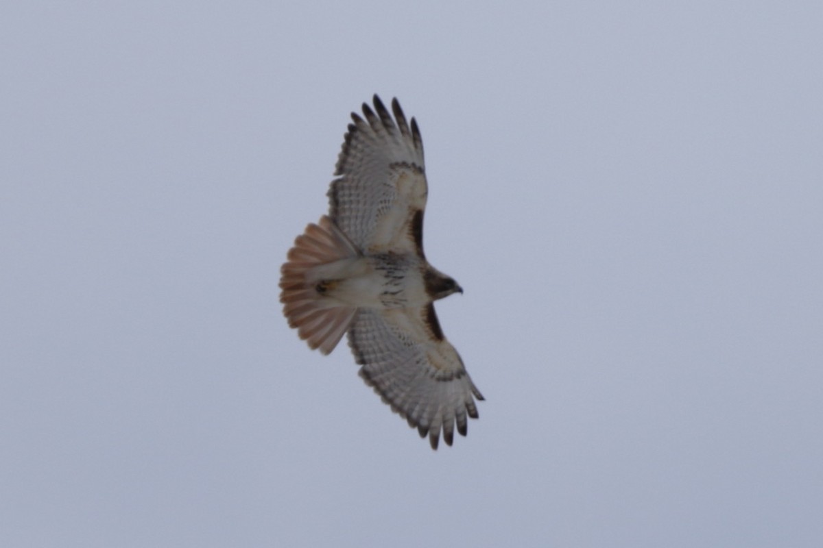 Red-tailed Hawk - ML631826208