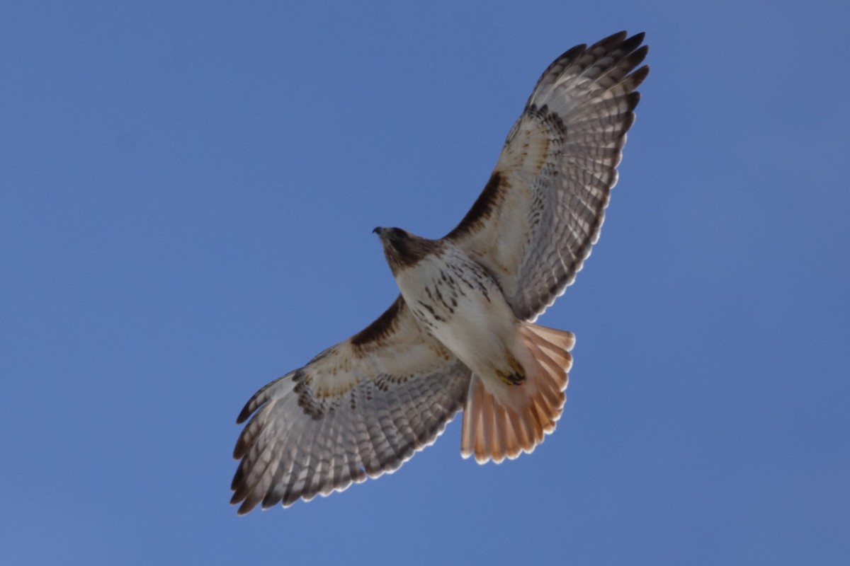 Red-tailed Hawk - ML631826209