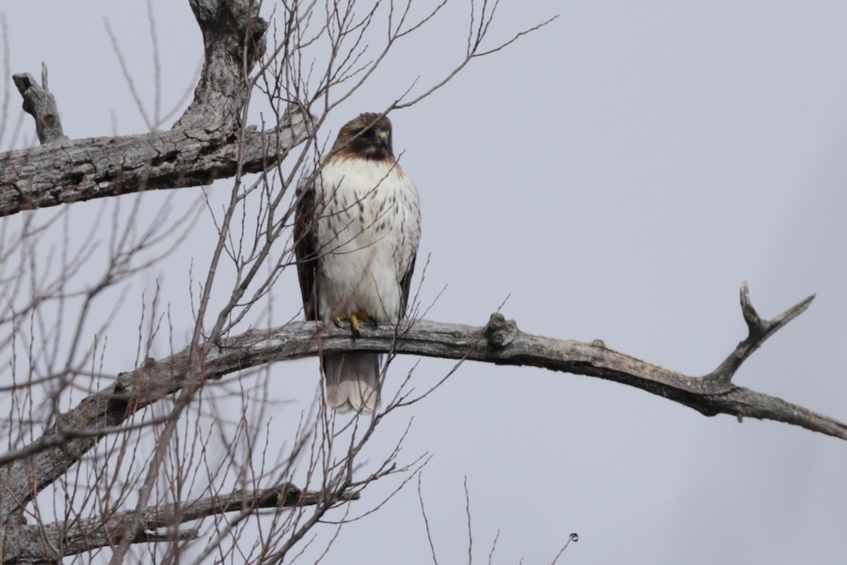 Red-tailed Hawk - ML631826210