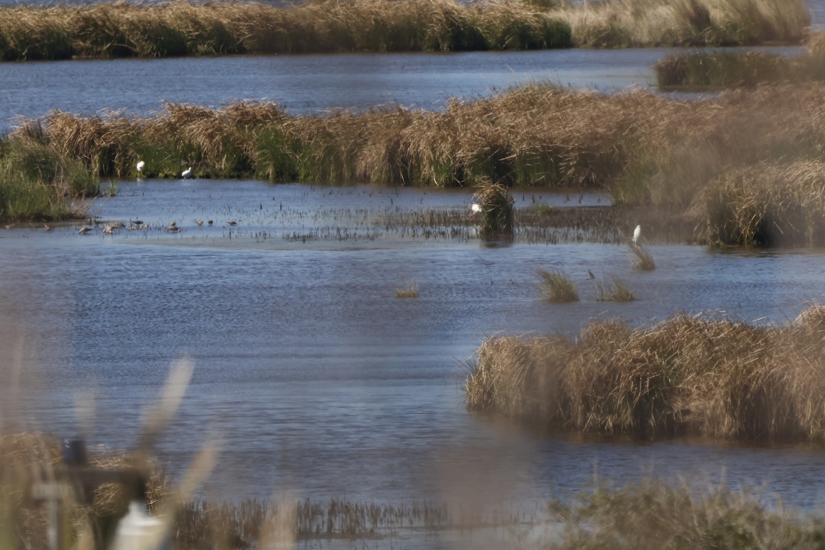 Snowy Egret - ML631826308