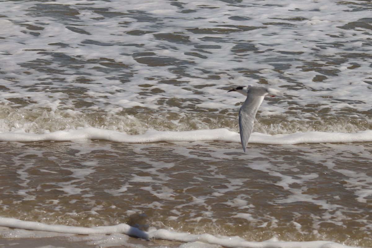 Forster's Tern - ML631826383