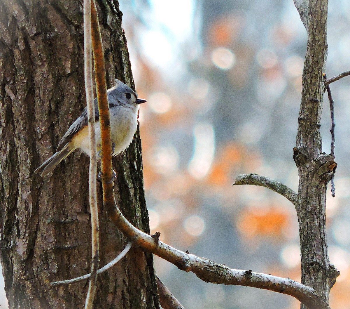 Tufted Titmouse - ML631826616