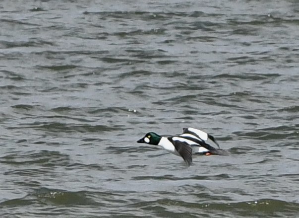 Common Goldeneye - ML631826693