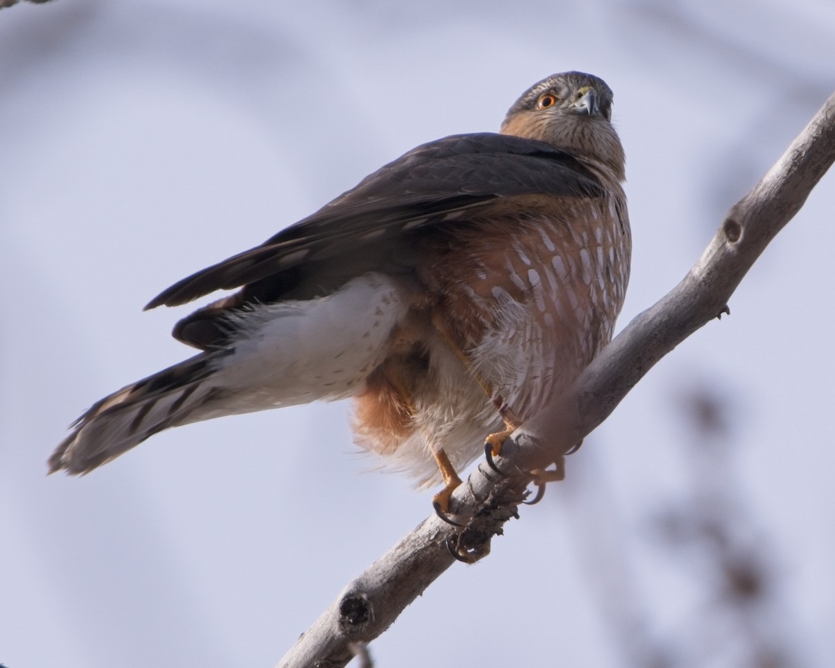 Sharp-shinned Hawk - ML631827006