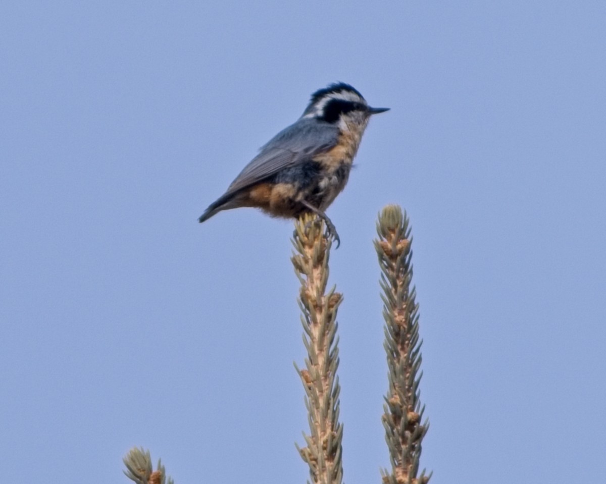 Red-breasted Nuthatch - ML631827170