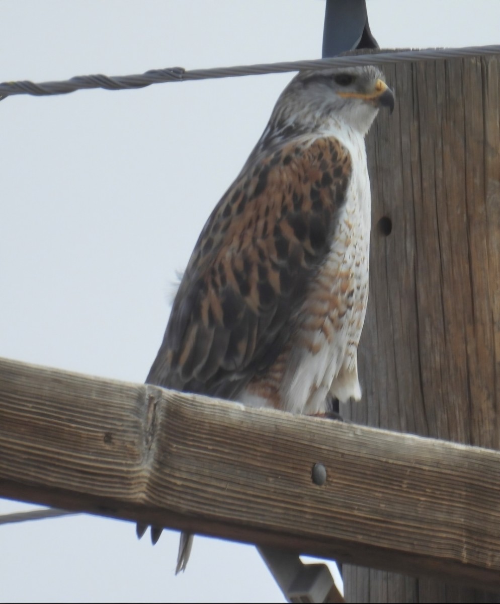 Ferruginous Hawk - ML631827187