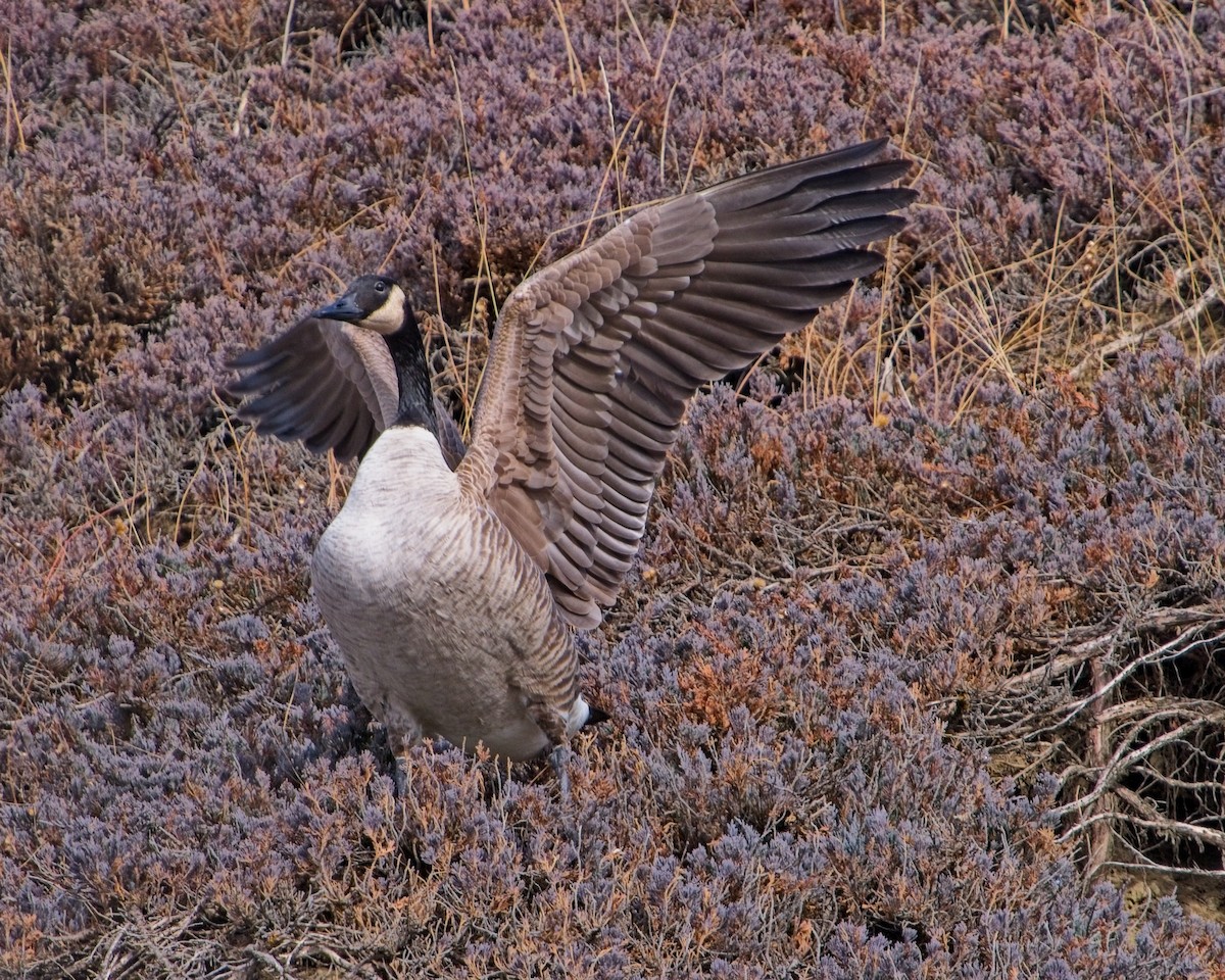 Canada Goose - ML631827301