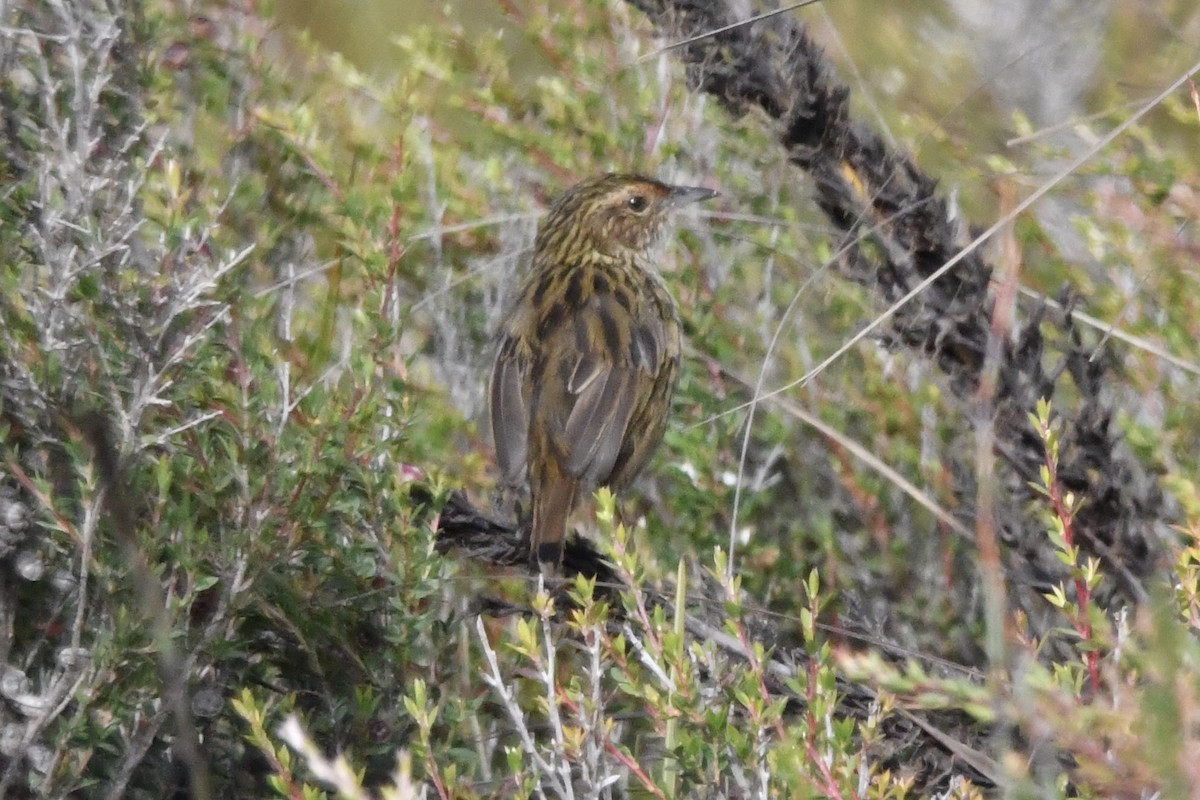 Striated Fieldwren - ML631827436