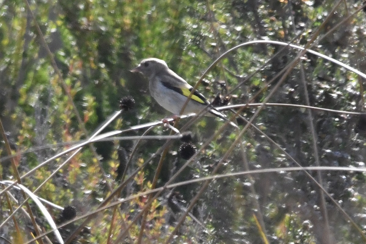 Бор бужирга - ML631827446