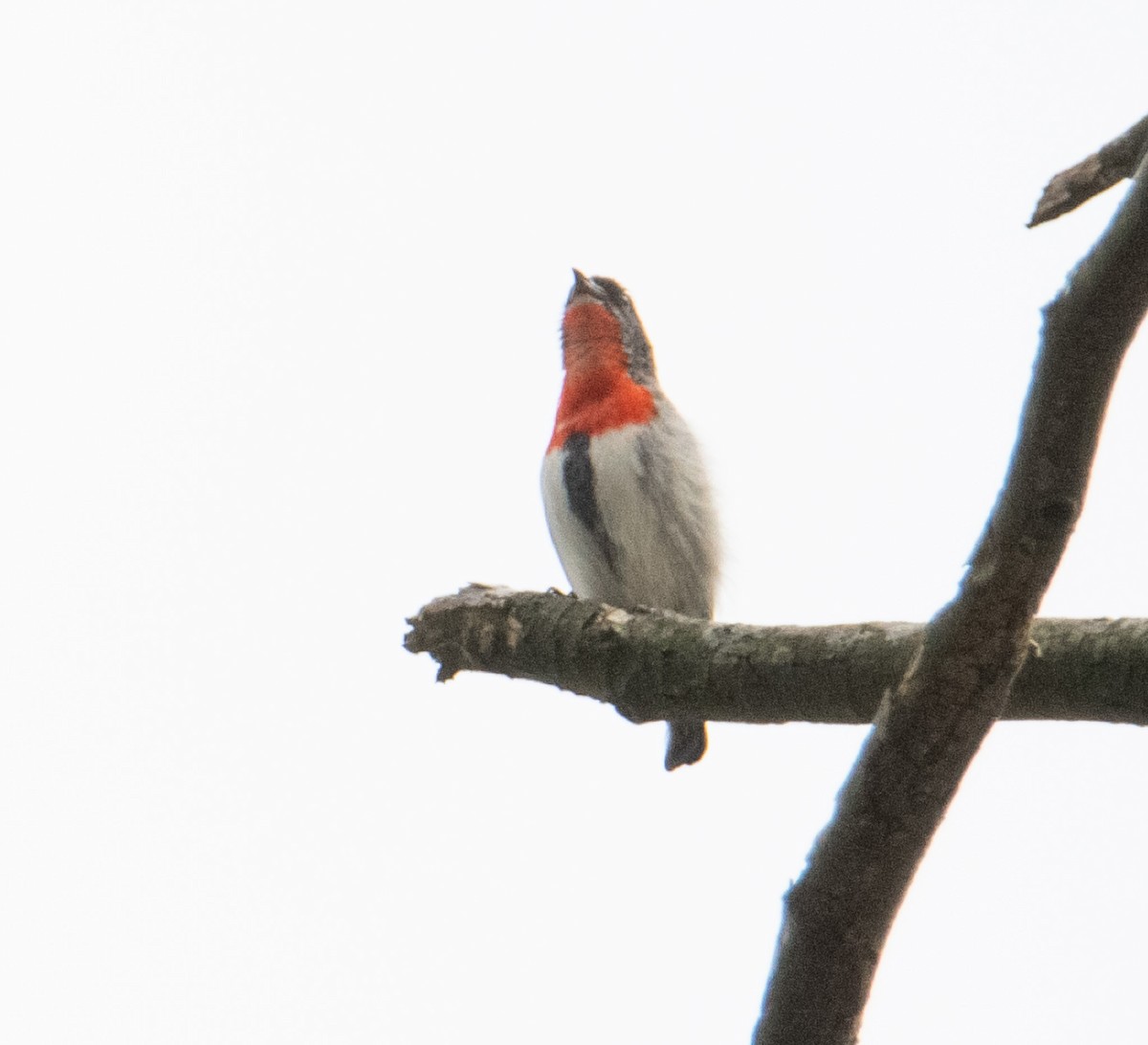 Mistletoebird - ML631827511