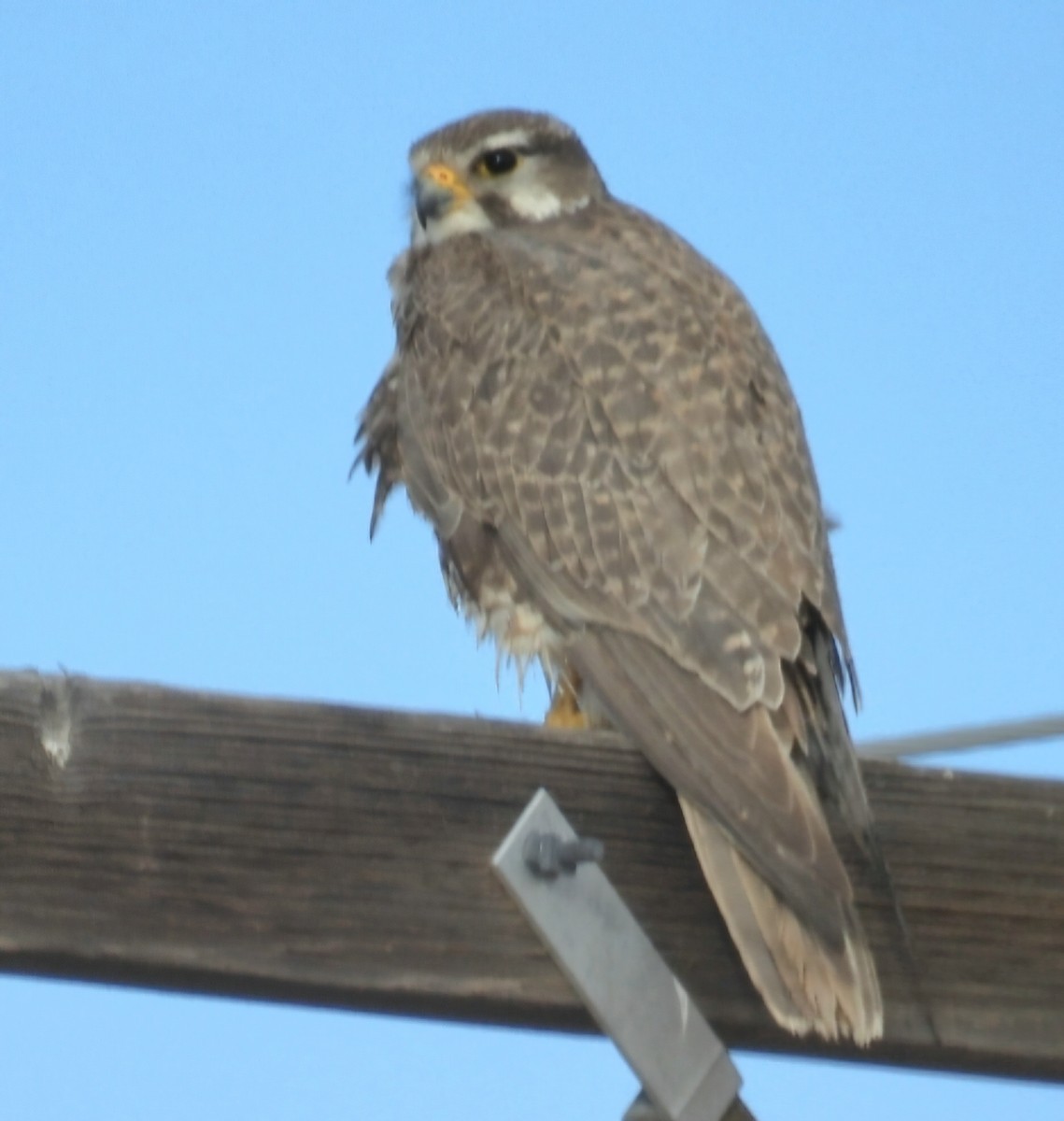 Prairie Falcon - ML631827526