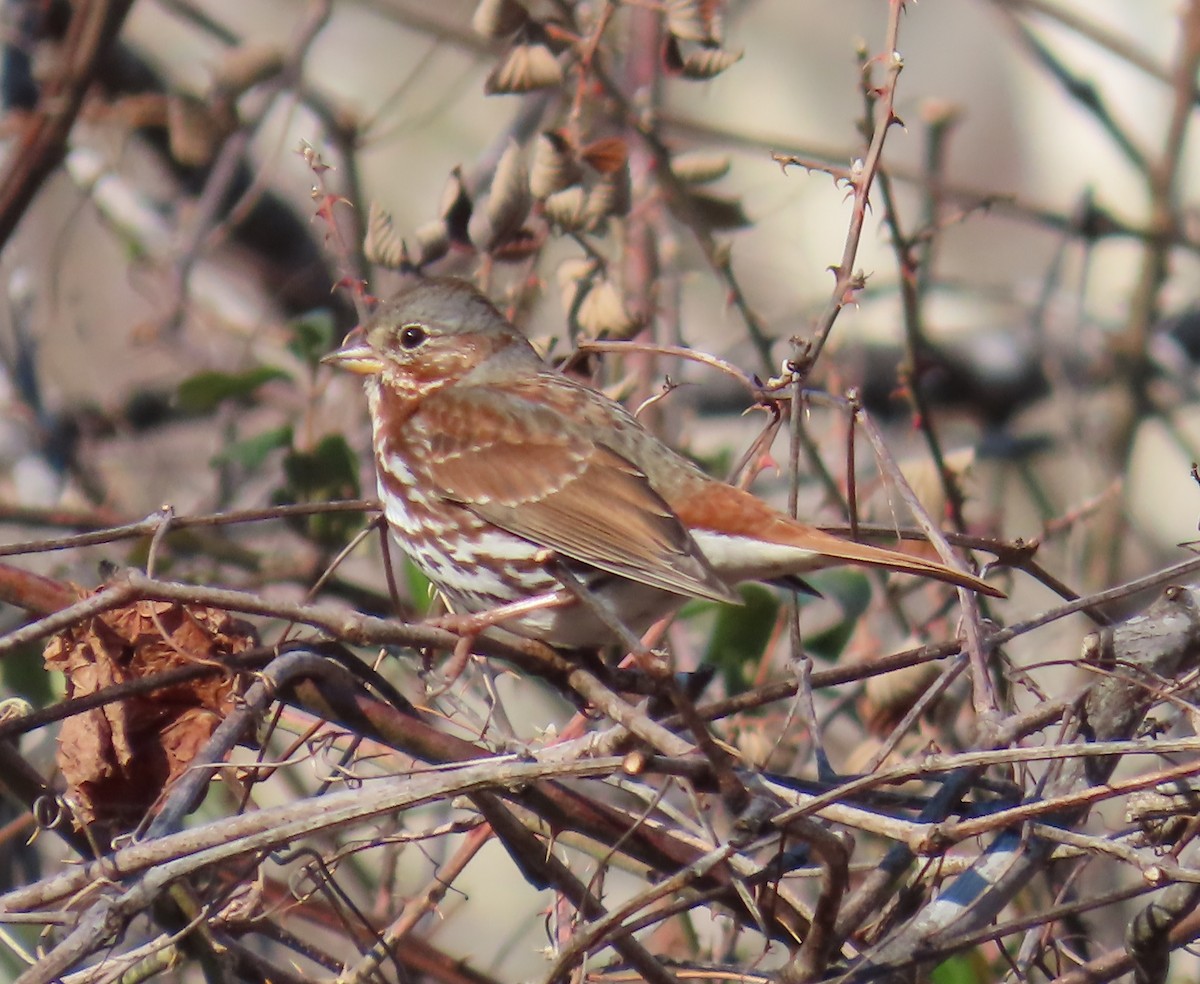 Fox Sparrow - ML631827694