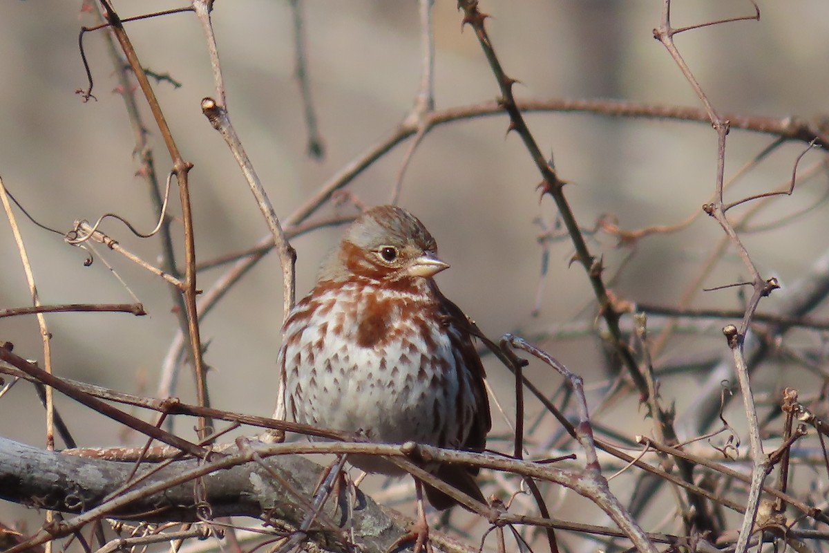 Fox Sparrow - ML631827698
