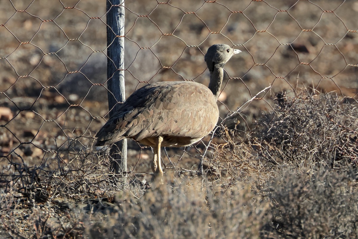 Karoo Bustard - ML631827702