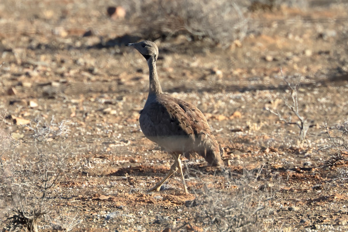 Karoo Bustard - ML631827703