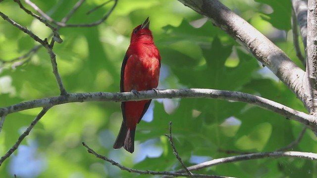 Scarlet Tanager - ML631827877