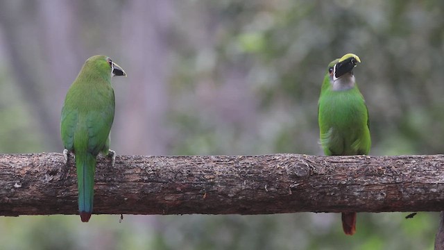 Toucanet à gorge blanche - ML631827932